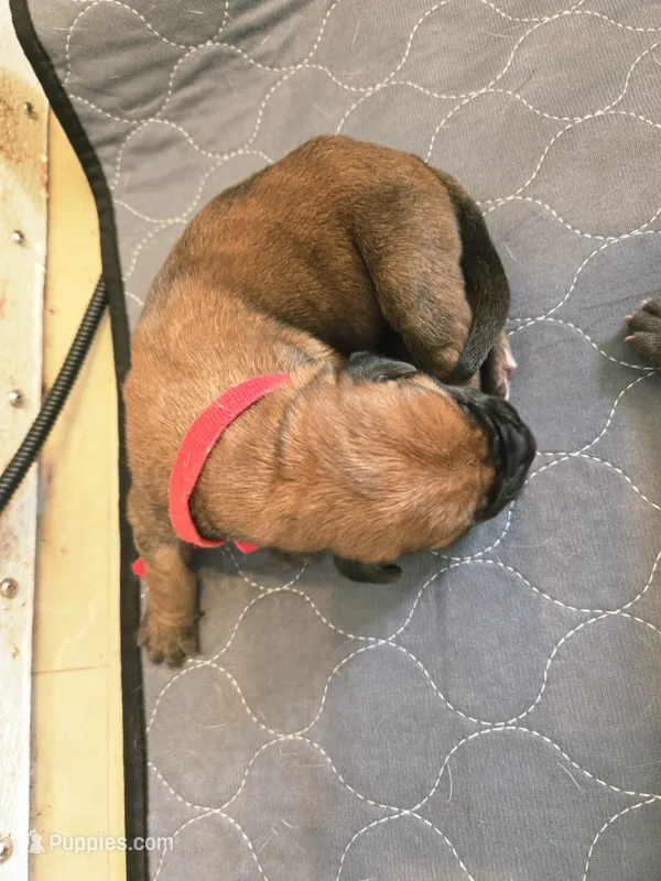 Apricot Girl AKC reg