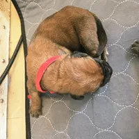 Apricot Girl AKC reg, a female English Mastiff for sale in Freeport, IL – Photo 2 of 6