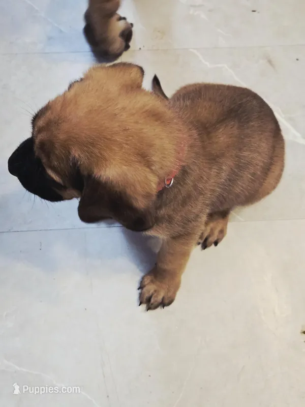 Apricot Girl AKC reg – English Mastiff puppy for sale in Freeport, IL