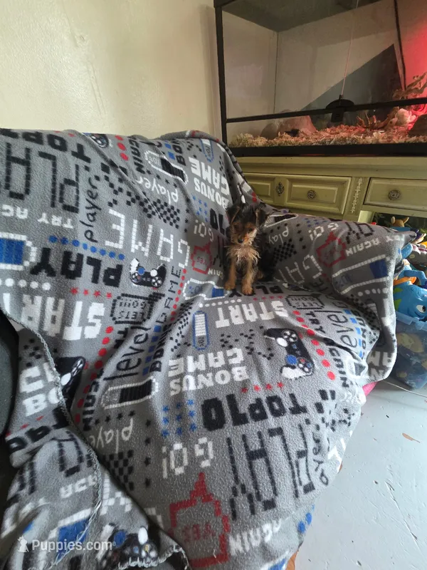 Teacup boy – Yorkshire Terrier puppy for sale in Freeport, IL