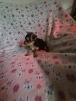 Teacup girl, a female Yorkshire Terrier for sale in Freeport, IL – 2 of 2