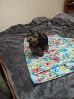 Yorkie girl CKC registered, a female Yorkshire Terrier for sale in Freeport, IL – Photo 1 of 3