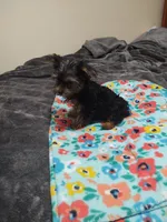 Yorkie girl CKC registered, a female Yorkshire Terrier for sale in Freeport, IL – Photo 3 of 3