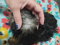 Yorkie girl CKC registered, a female Yorkshire Terrier for sale in Freeport, IL – Photo 2 of 3