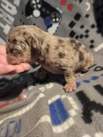 Blue merle akc reg., a male French Bulldog for sale in Freeport, IL – 2 of 3