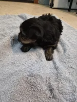 Yorkie boy akc registered, a male Yorkshire Terrier for sale in Freeport, IL – 3 of 3