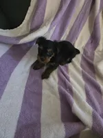 Yorkie girl teacup ckc registered, a female Yorkshire Terrier for sale in Freeport, IL – Photo 2 of 3