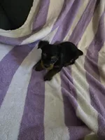 Yorkie girl teacup ckc registered, a female Yorkshire Terrier for sale in Freeport, IL – Photo 3 of 3