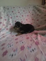 Teacup girl yorkie, a female Yorkshire Terrier for sale in Freeport, IL – 2 of 3