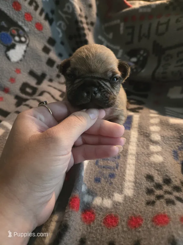 Cream boy akc reg. – French Bulldog puppy for sale in Freeport, IL