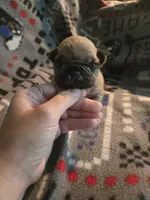Cream boy akc reg., a male French Bulldog for sale in Freeport, IL – 1 of 2