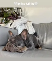 Miss Mila, a female French Bulldog for sale in Seattle, WA – 2 of 5