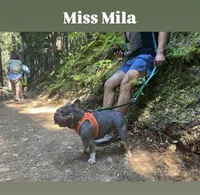 Miss Mila, a female French Bulldog for sale in Seattle, WA – 3 of 5