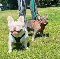 Miss Mila, a female French Bulldog for sale in Seattle, WA – 5 of 5