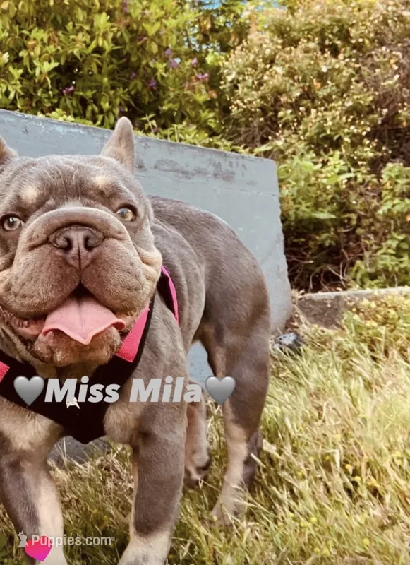 Miss Mila – French Bulldog puppy for sale in Seattle, WA