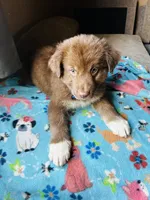 Dark Blue, a male German Shepherd Dog and Siberian Husky for sale in Perris, CA – 2 of 4