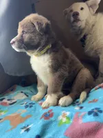 Yellow, a female German Shepherd Dog and Siberian Husky for sale in Perris, CA – 2 of 2