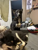 Baby Blue, a female German Shepherd Dog and Siberian Husky for sale in Perris, CA – 7 of 7