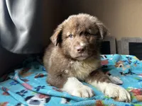 Bear, a male German Shepherd Dog and Siberian Husky for sale in Perris, CA – 5 of 6