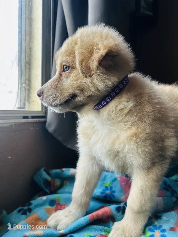 Purple – German Shepherd Dog, Siberian Husky puppy for sale in Perris, CA