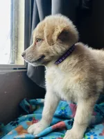 Purple, a male German Shepherd Dog and Siberian Husky for sale in Perris, CA – 1 of 4