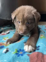 Taylor, a female German Shepherd Dog and Siberian Husky for sale in Perris, CA – 2 of 4