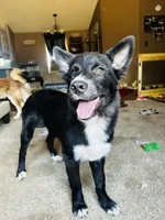 Blue, a female German Shepherd Dog and Siberian Husky for sale in Perris, CA – 7 of 8