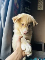 Purple, a male German Shepherd Dog and Siberian Husky for sale in Perris, CA – 2 of 4