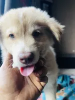 Purple, a male German Shepherd Dog and Siberian Husky for sale in Perris, CA – 3 of 4
