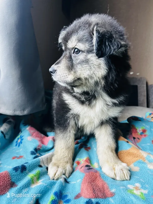 Ms Oreo – German Shepherd Dog, Siberian Husky puppy for sale in Perris, CA