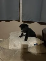 Baby Blue, a female German Shepherd Dog and Siberian Husky for sale in Perris, CA – Photo 2 of 3