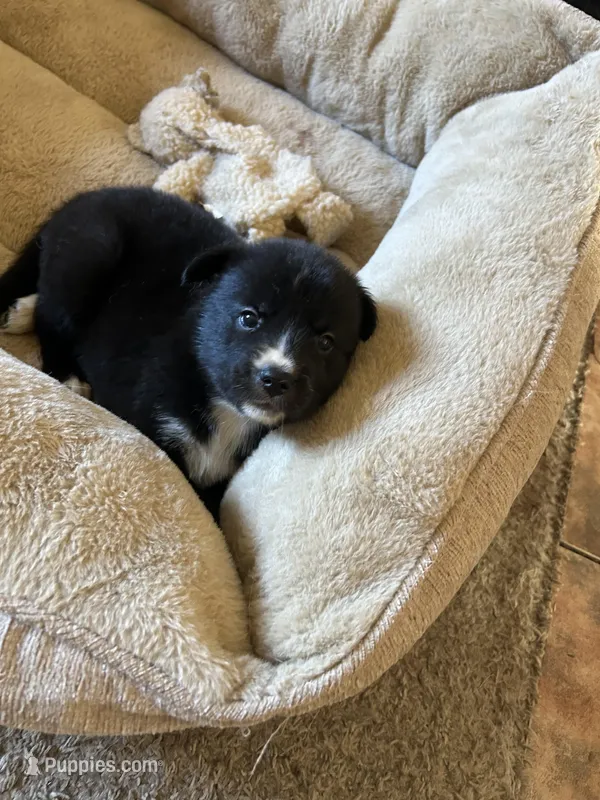 Baby Blue – German Shepherd Dog, Siberian Husky puppy for sale in Perris, CA