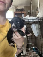 Baby Blue, a female German Shepherd Dog and Siberian Husky for sale in Perris, CA – Photo 3 of 3