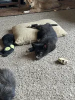 Baby Blue, a female German Shepherd Dog and Siberian Husky for sale in Perris, CA – Photo 8 of 8