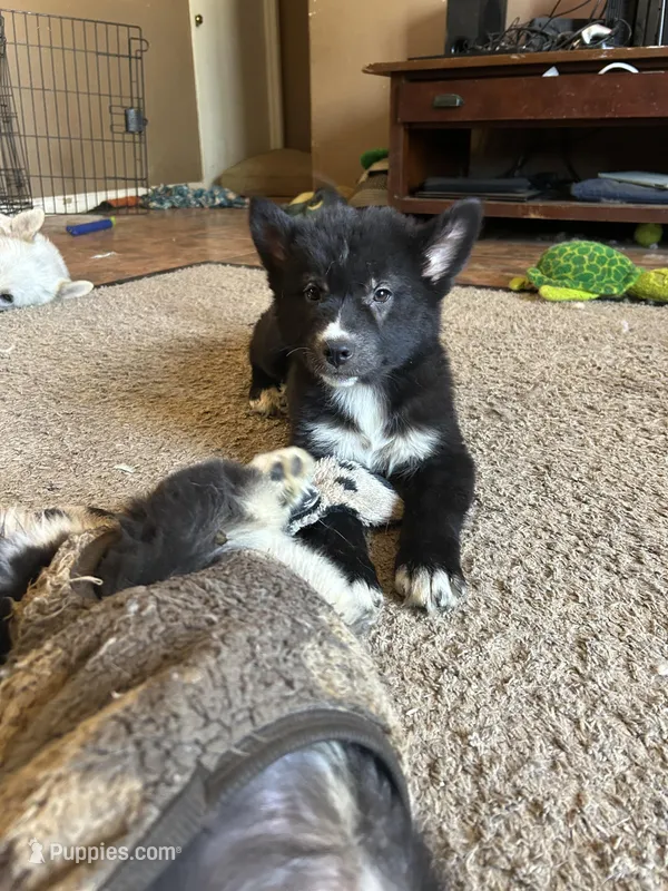 Baby Blue – German Shepherd Dog, Siberian Husky puppy for sale in Perris, CA