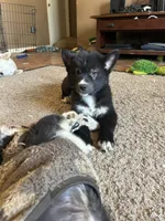 Baby Blue, a female German Shepherd Dog and Siberian Husky for sale in Perris, CA – Photo 1 of 8