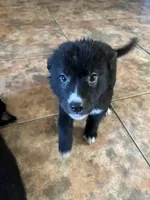 Baby Blue, a female German Shepherd Dog and Siberian Husky for sale in Perris, CA – Photo 5 of 5
