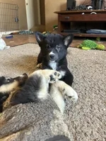 Baby Blue, a female German Shepherd Dog and Siberian Husky for sale in Perris, CA – Photo 7 of 8