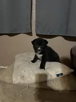 Baby Blue, a female German Shepherd Dog and Siberian Husky for sale in Perris, CA – Photo 4 of 5