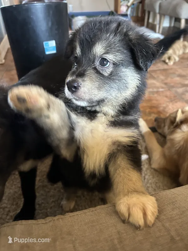 Ms Oreo – German Shepherd Dog, Siberian Husky puppy for sale in Perris, CA