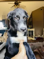 Blue, a female German Shepherd Dog and Siberian Husky for sale in Perris, CA – 8 of 8