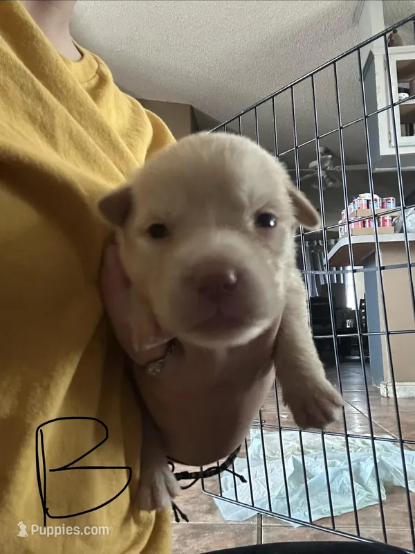 Winter – German Shepherd Dog, Siberian Husky puppy for sale in Perris, CA