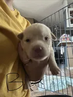 Charlie, a male German Shepherd Dog and Siberian Husky for sale in Perris, CA – Photo 2 of 4