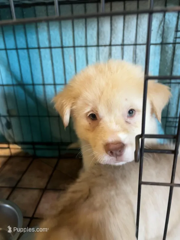 Winter – German Shepherd Dog, Siberian Husky puppy for sale in Perris, CA