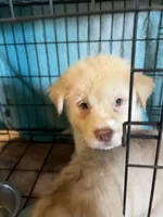 Charlie, a male German Shepherd Dog and Siberian Husky for sale in Perris, CA – Photo 1 of 4