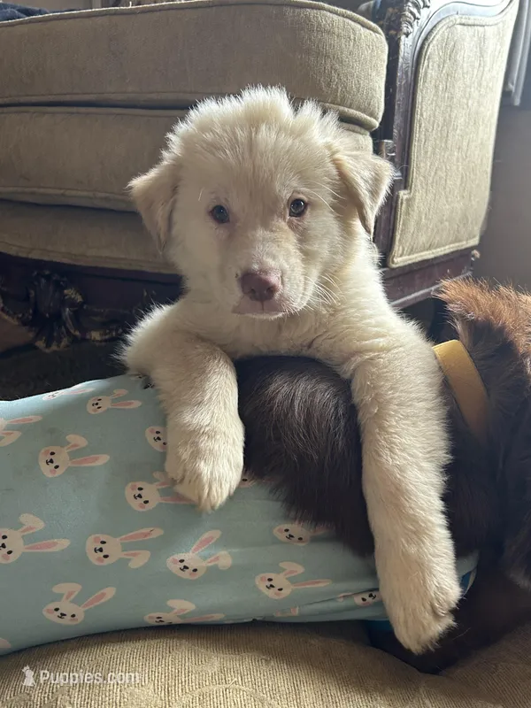 Charlie – German Shepherd Dog, Siberian Husky puppy for sale in Perris, CA