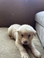 Charlie, a male German Shepherd Dog and Siberian Husky for sale in Perris, CA – Photo 4 of 4