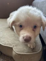 Charlie, a male German Shepherd Dog and Siberian Husky for sale in Perris, CA – Photo 3 of 4