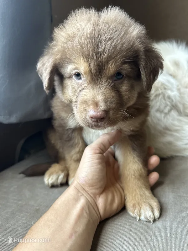 Baby Blue – German Shepherd Dog, Siberian Husky puppy for sale in Perris, CA
