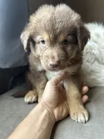 Baby Blue, a male German Shepherd Dog and Siberian Husky for sale in Perris, CA – 1 of 4